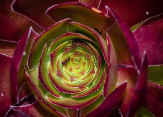 Canvas Print - Macro shot of ants on a beautiful Aeonium of the Zwartkop or Jack Catlin variety plant