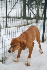 Poster - American brown beagle dog in snow at winter