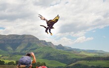 Beautiful Shot Of Black Eagle Verraux Flying On Drakensberg Maountains