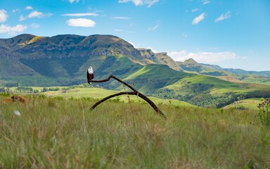 Poster - Panoramic shot of an eagle standing on a branch with mountain background