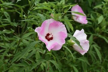 Poster - Taitanbicus is a Malvaceae perennial plant with large beautiful flowers that bloom from July to October.