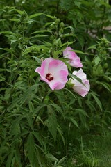 Poster - Taitanbicus is a Malvaceae perennial plant with large beautiful flowers that bloom from July to October.