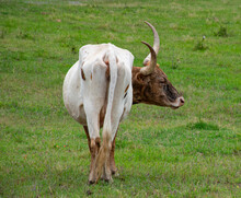 Backside Of A Longhorn Cow In A Pasture