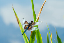 Widow Skimmer Dragonfly Libellula Luctuosa