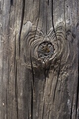 Wall Mural - Vertical shot of the texture of a tree bark