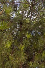 Sticker - Vertical shot of the branches of a pine tree