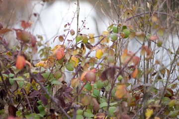 Poster - Closeup shot of dry branches with colorful autumn leaves during daylight