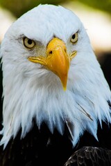 Canvas Print - Vertical shot of a bald eagle looking at the camera