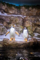 Poster - Penguins with long beaks standing on the rocks