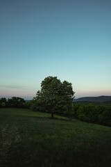 Sticker - Vertical shot of a tree field in the countryside under the dark evening sky