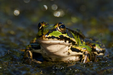 Wall Mural - Common water frog (Pelophylax esculentus)