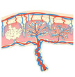 The placenta is an organ attached to the lining of womb during pregnancy. Structure