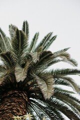 Sticker - Vertical shot of a palm tree isolated on a white background