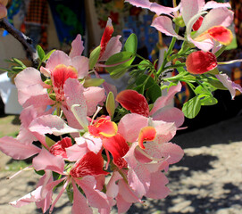 Poster - bouquet de fleurs