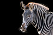 beautiful portrait of a zebra
