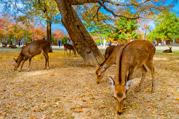 Wall Mural - Japan. Deer graze in the park of Nara. Deer in Japan are walking next to tourists. Deer on the background of tourists in the Nara park. Traveling around the cities of Japan. Japanese landscape.