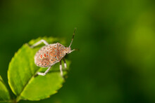 Bug. Macro Photo. Bedbug On A Green Leaf. Gray Bug With Orange Spots Close Up. Green Leaves Of Plants Close-up. Green Background