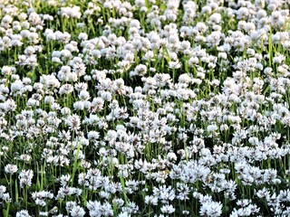 Canvas Print - field of white flowers