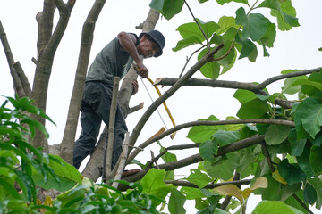 Poster - Portriat of arborist holds on the tree with hand saw with clear sky background