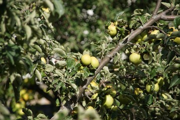 Sticker - Apple tree with small green apples