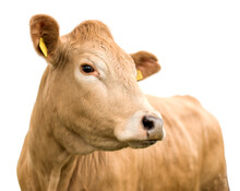 Cow Portrait Isolated On White Background