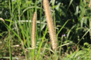 Canvas Print - Closeup shot of grass plants under the sunlight