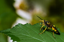 A Parasitic Wasp