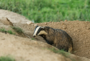 Wall Mural - Badger (Scientific name: Meles meles) Wild, european badger emerging from the badger sett on a summer's evening when the nights are still light.  Facing left. Horizontal.  Space for copy.