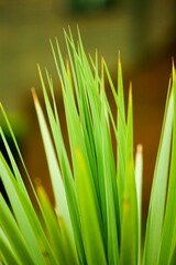 Wall Mural - Selective focus vertical shot of green grass