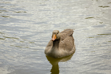 Single Greylag goose swimming on a lake