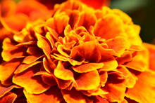 Beautiful Vibrant Orange Petals Of A Marigold Flower In The Garden In The Spring Close Up
