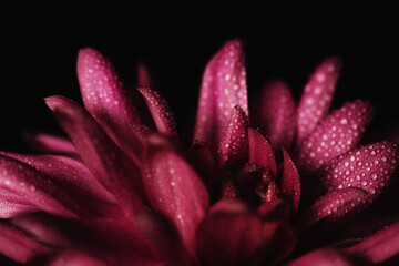 Wall Mural - Floral abstraction with chrysanthemum in raindrops with dimming