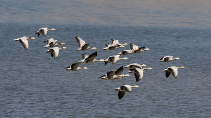 A flock of bar headed geese flying with water in the background at Jawai in Rajasthan India on 23 November 2018