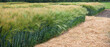 © pavlobaliukh - varieties of rye, wheat on demonstration plot of grain crops