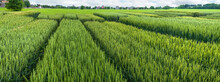 Demonstration Sectors Of Plot Grain Crops, New Varieties In Agriculture, Top View