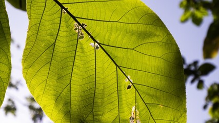 Poster - Selective focus shot of Terminalia catappa leaves with a blue sky background