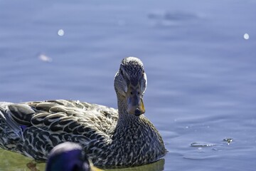 Canvas Print - Closeup shot of female Mallard at Mud Lake, Ontario