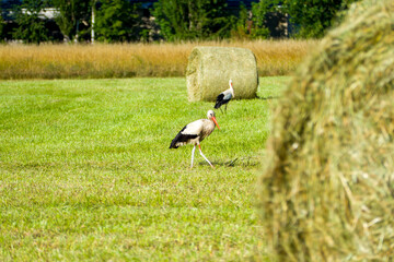 two white storks (Ciconia ciconia) in the green grass on a sunny summer day