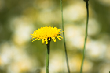 Wall Mural - Yellow dandelions in the grass