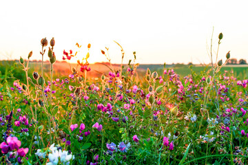 Beautiful wildflowers on a green meadow. Warm summer evening with a bright meadow during sunset.