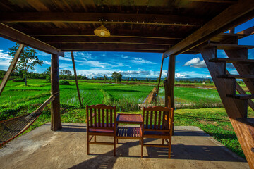 The panoramic background of the green rice fields, with wooden bridges to walk in the scenery and the wind blows through the cool blurred while traveling.