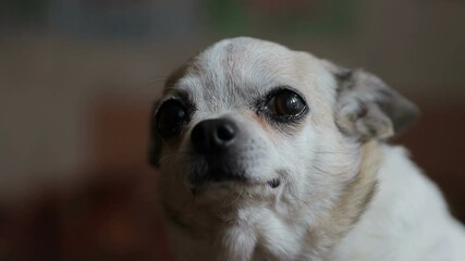 Canvas Print - scared chihuahua breed dog. close-up. High quality FullHD footage