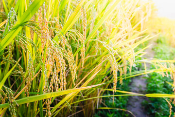 Canvas Print - Ear of rice at rice field in sunset light.