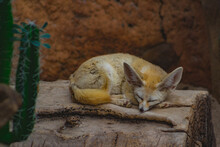 Fennec Fox Sleeping On The Ground.