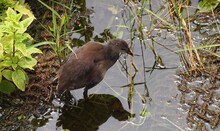 Bird In Wetland