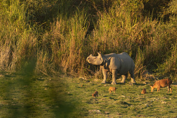 Wall Mural - A one horned rhino standing with a hog deer and monkeys in the fore ground in a national park in Assam India on 6 December 2016 