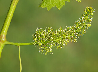 Flowering grape vine	