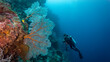 The silhouette of the diver is tiny next to the giant gorgonia. Munda. (Solomon Islands)