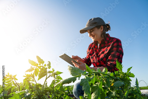A woman farmer with digital tablet on a potato field. Smart farming and digital transformation in agriculture