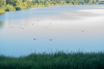 Wall Mural - Ducks on the river in the city